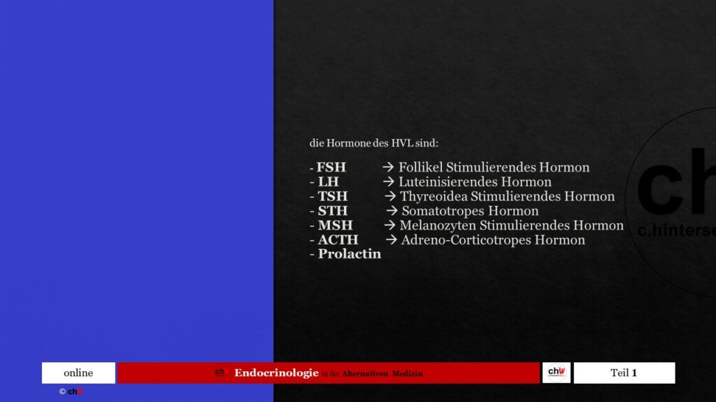 Schematische Auflistung Hormone Hypophysenvorderlappen