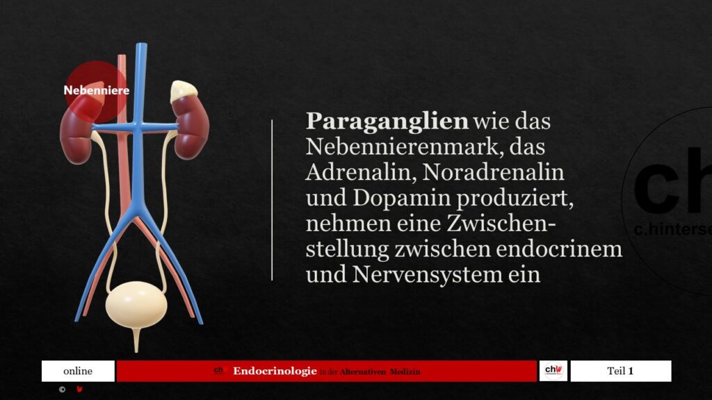 Schematische Darstellung Nebennierenmark