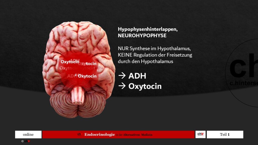 Schematischer Darstellung Neurohypophyse