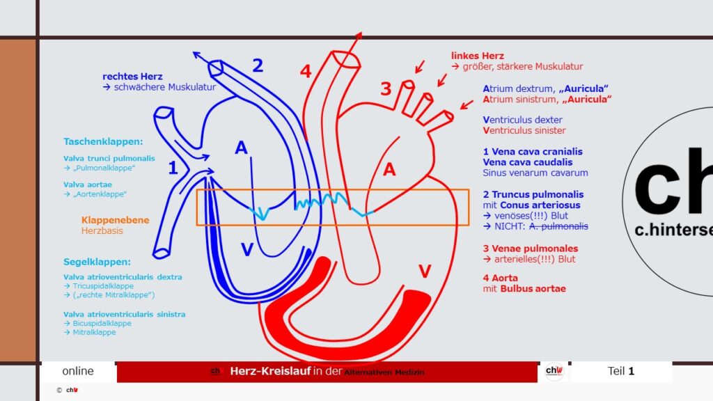 Schematische Darstellung Anatomie Herz