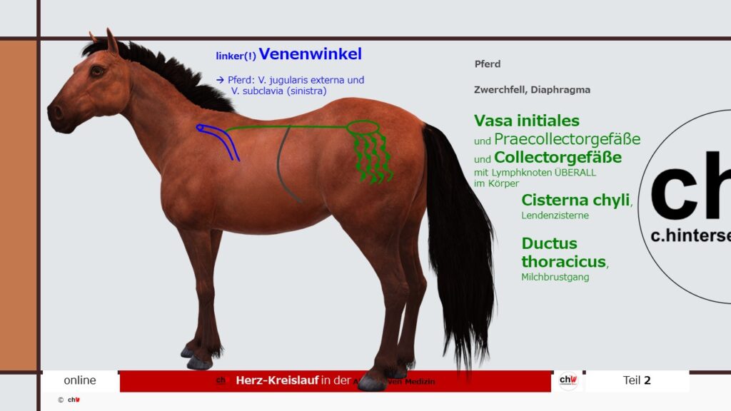 Lymphsystem des Pferdes