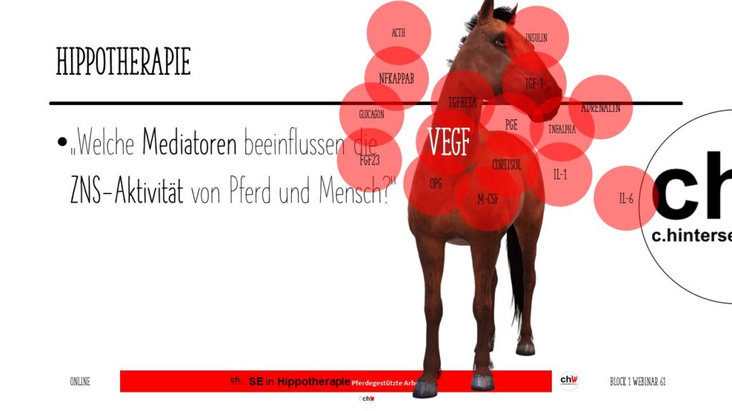 Schematische Darstellung Mediatoren  ZNS-Aktivität