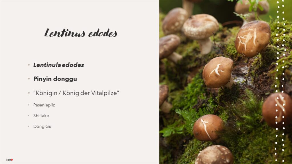 Abbildung Shiitake Pilz