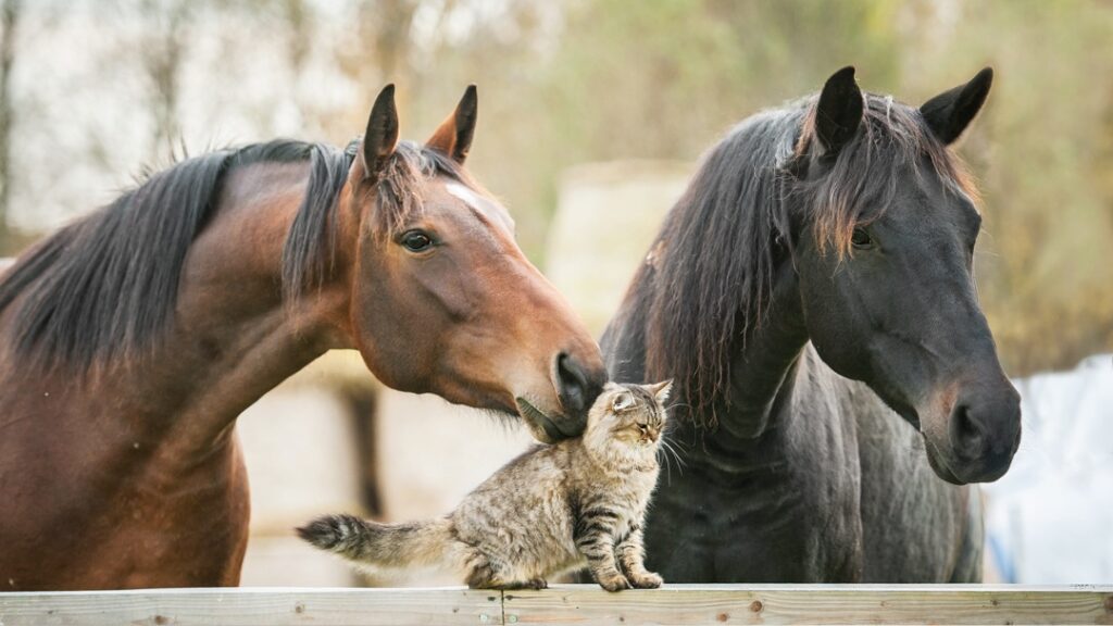 Zwei Pferde kuscheln mit einer Katze