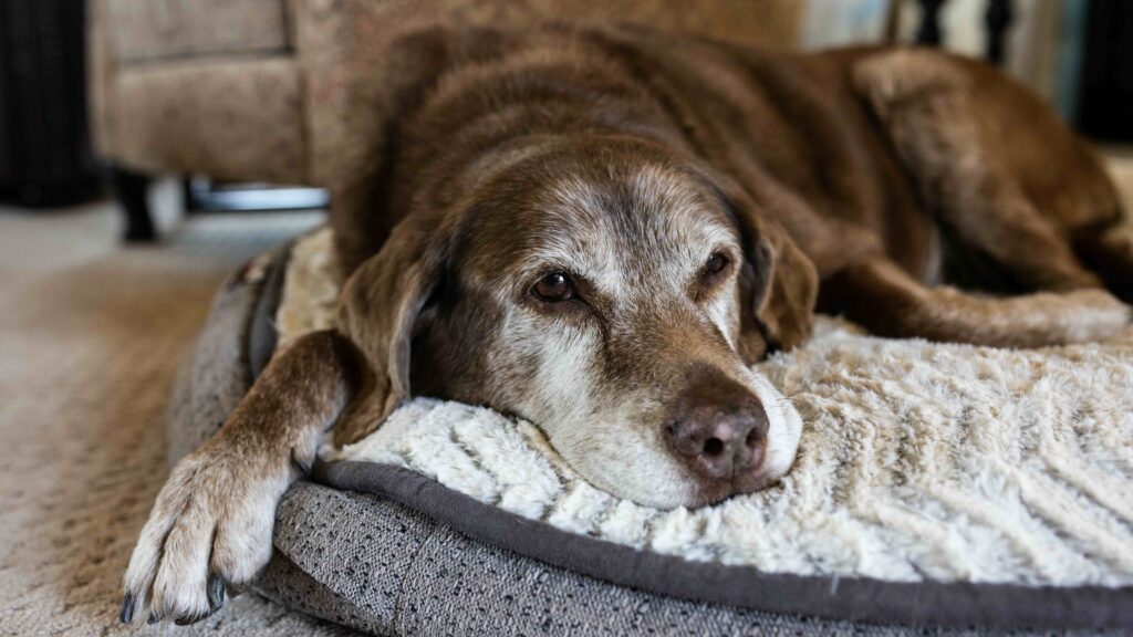 Hund liegt entspannt in seinem Körbchen