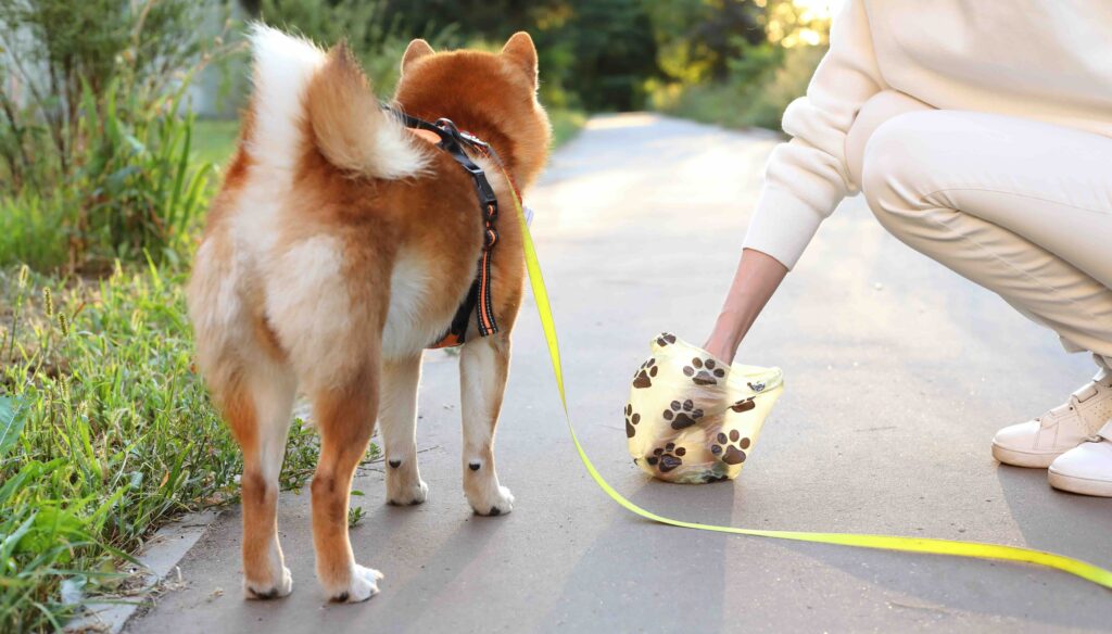 Hundekot wird mit einem Kotbeutel von der Hundebesitzerin entfernt