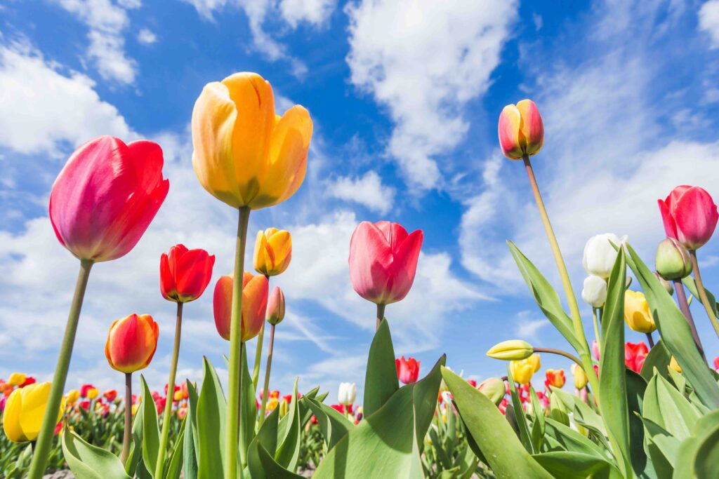 Bunte Tulpen auf einem Feld in den Niederlanden