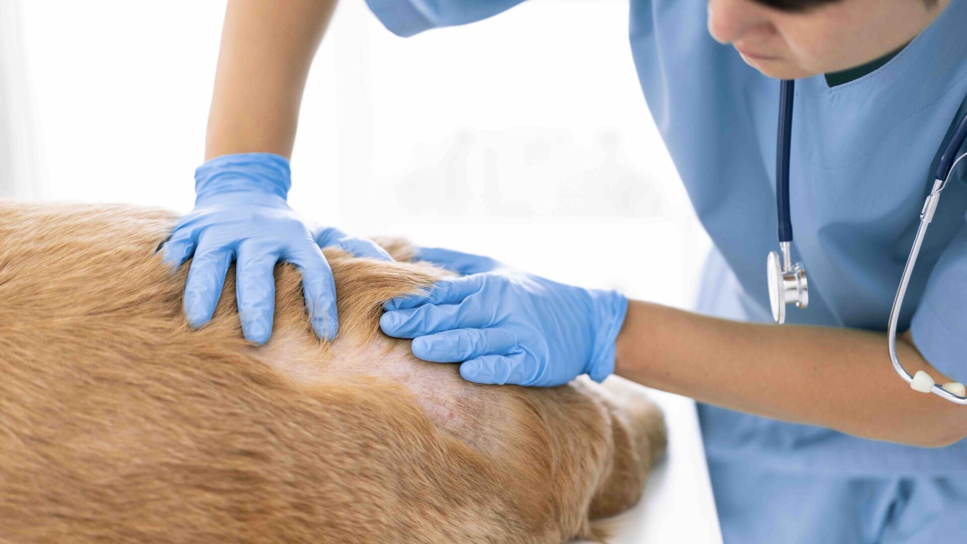 Hund, Katze, Pferd – C. Hinterseher Wissen