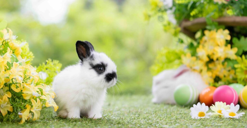 Lovely bunny easter fluffy baby rabbit with a basket full of colorful flowers and easter eggs on green garden nature background on warming spring day. Symbol of easter day festival. Rabbit in summer.