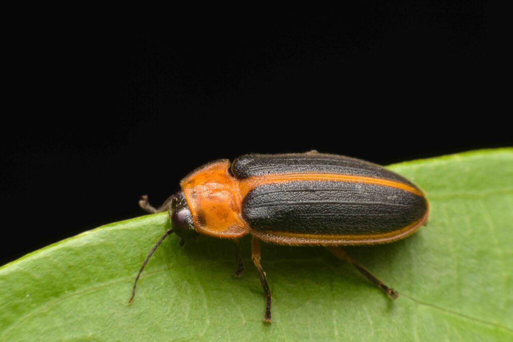 Macro fireflies are beautiful and light up at night.