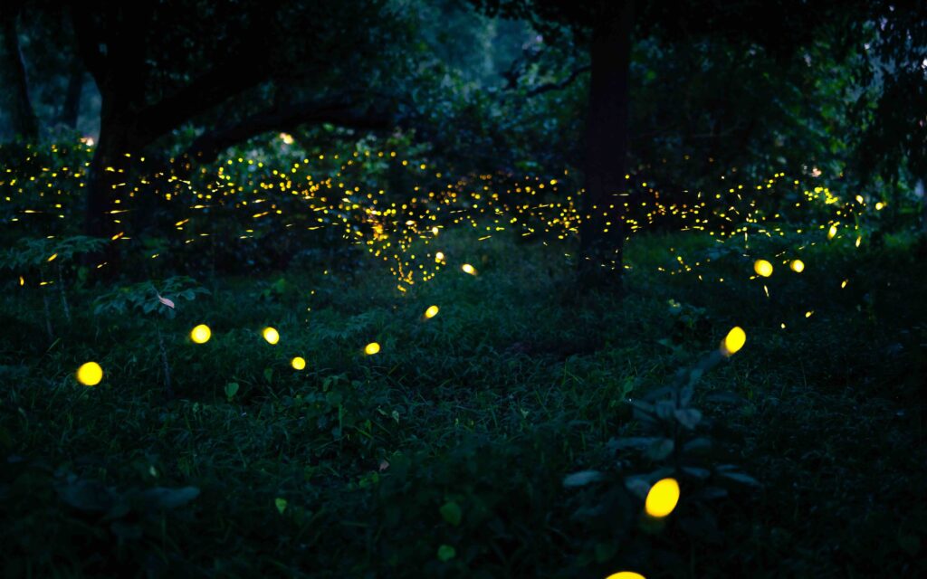 Firefly flying in the forest. Fireflies in the bush at night in