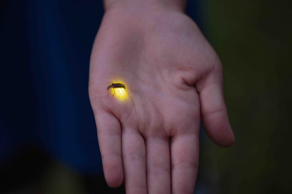 Close up of hand holding one glowing firefly
