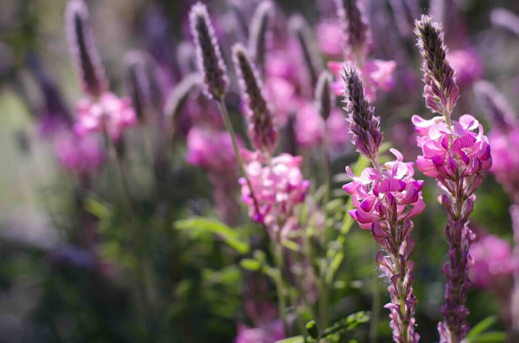 Onobrychis viciifolia inflorescence, common sainfoin with pink flowers. Wild pink flowers background