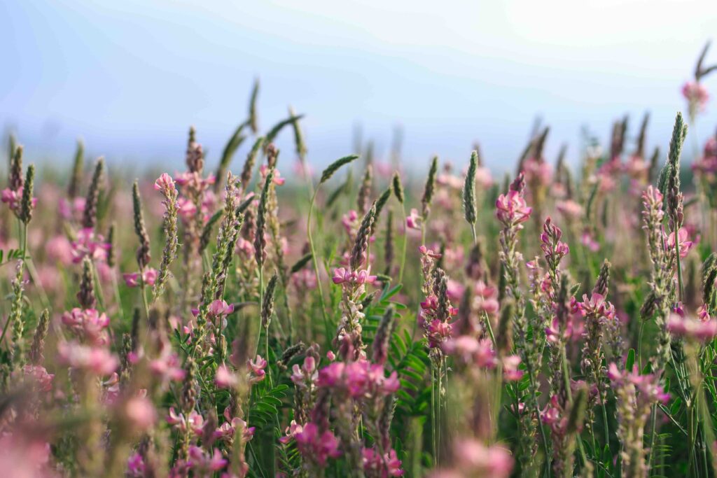Field of pink flowers Sainfoin, Onobrychis viciifolia. Honey plant. Background of wildflowers. Blooming wild flowers of sainfoin or holy clover