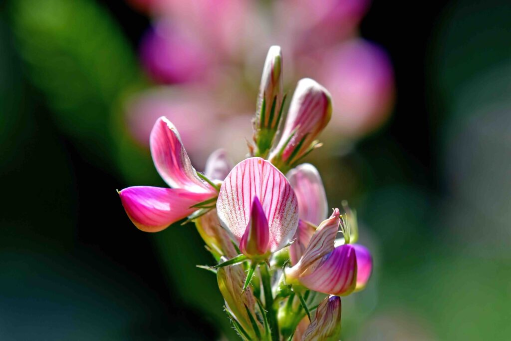 common sainfoin with flower in a garden in Germny insummer
