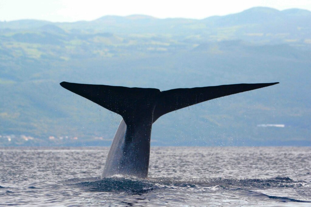 Blue whale in the waters of Pico Island (Azores, Portugal)