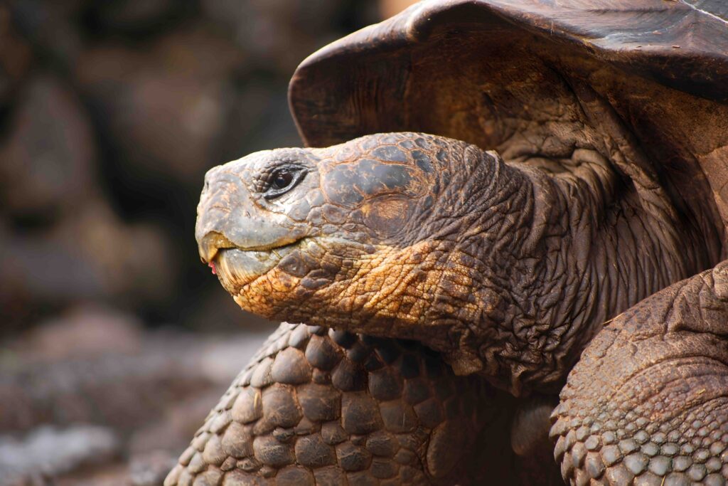 Close-up of a Galapagos tortoise, its ancient gaze captured against the unique backdrop of Ecuador's famed archipelago.