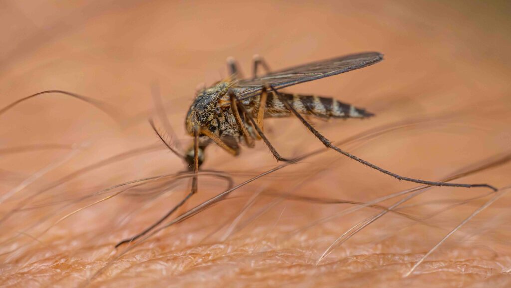Detailed macro shot of a mosquito feeding on human skin, highlighting the insect's body, legs, and the texture of the skin with fine hairs. Background shows blurred skin texture.