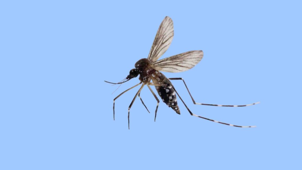 Flying mosquito isolated on blue background