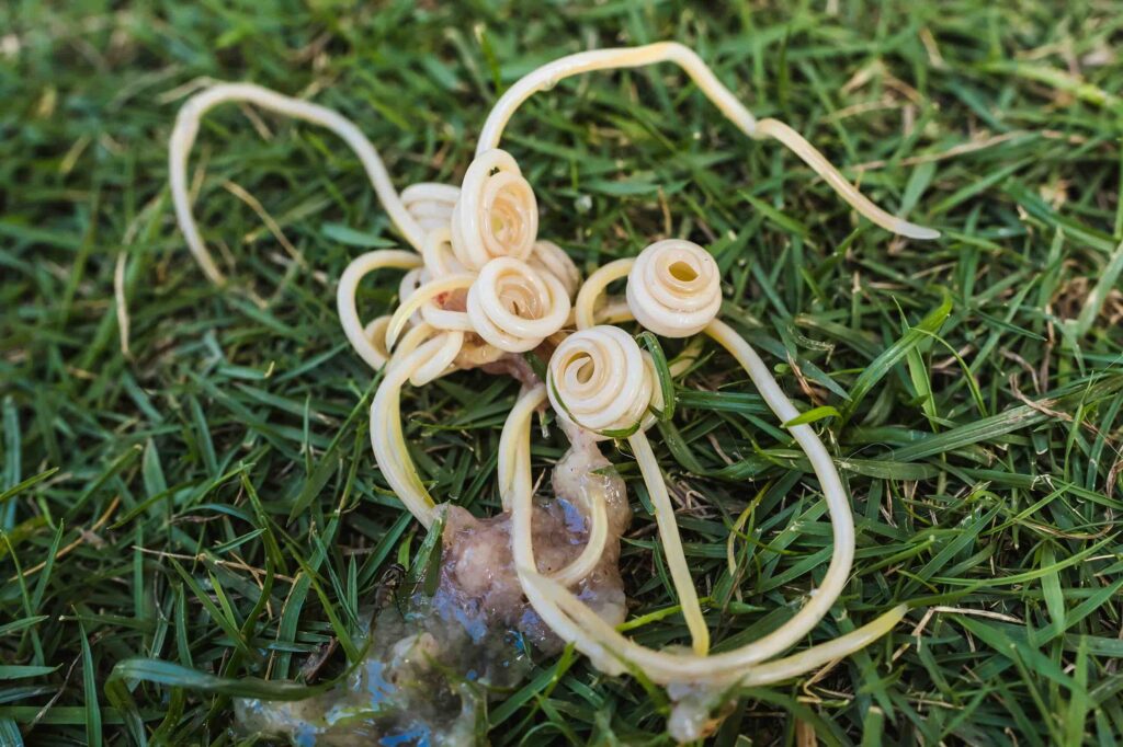 A bunch of dog roundworms, or Toxocara canis, ejected on the grass from a puppy's vomit. Pet health and deworming concept