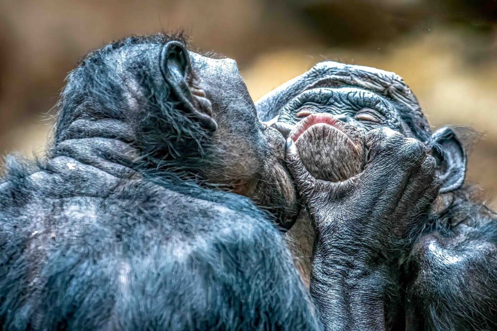 two bonobo monkies kissing and showing affection