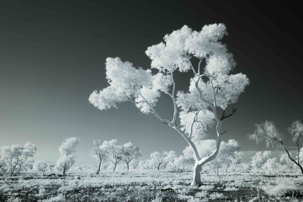 Australian Northern Territory outback Eucalyptus trees black and white infrared