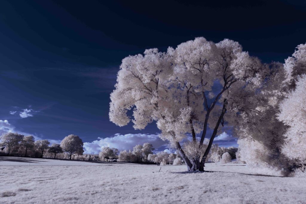 infrared photography - surreal ir photo of landscape with trees under cloudy sky - the art of our world and plants in the invisible infrared camera spectrum