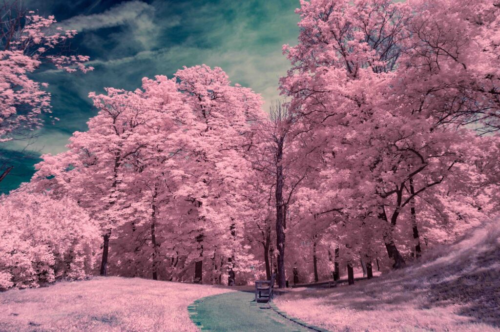 Surrealistic infrared photo from Castle Spilberk Park