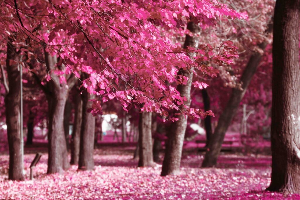 Nature in autumn, infrared