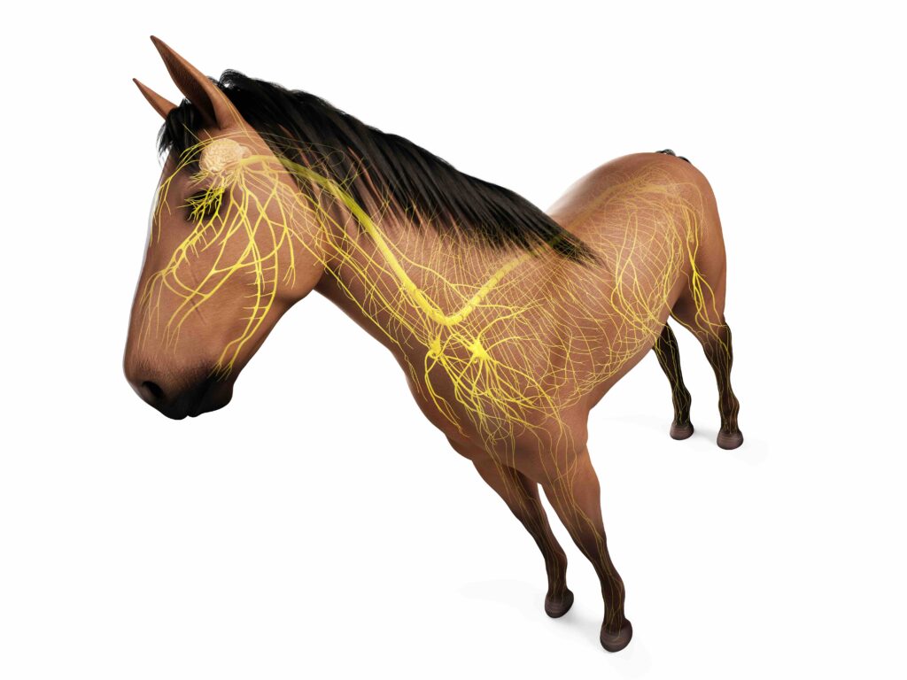 3d rendered anatomy of the equine anatomy - the nervous system