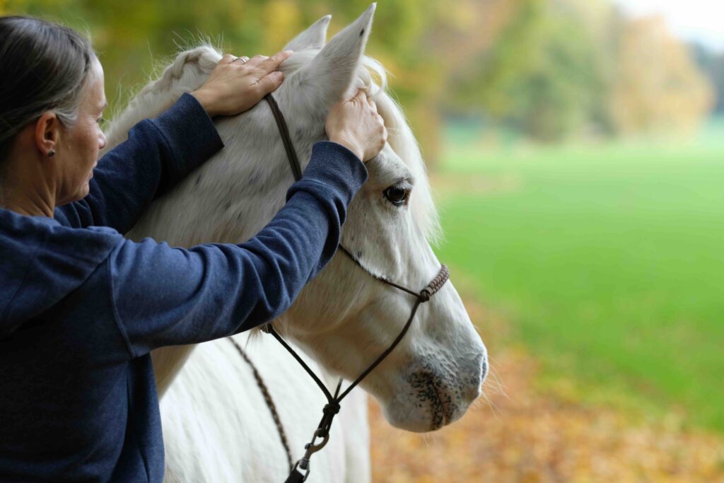 Reiki energy on the head of a horse