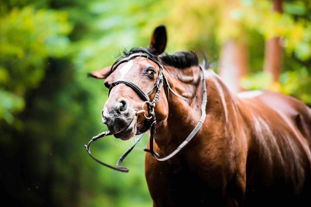 Portrait of crazy smiling brown horse wittily shaking head with bridle in mouth under deciduous branch during sunny summer day.