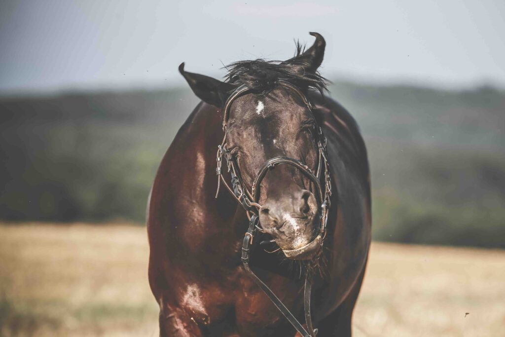 Horse bothers with the flies and shakes his head annoyed, fotogrfiert from the front.
