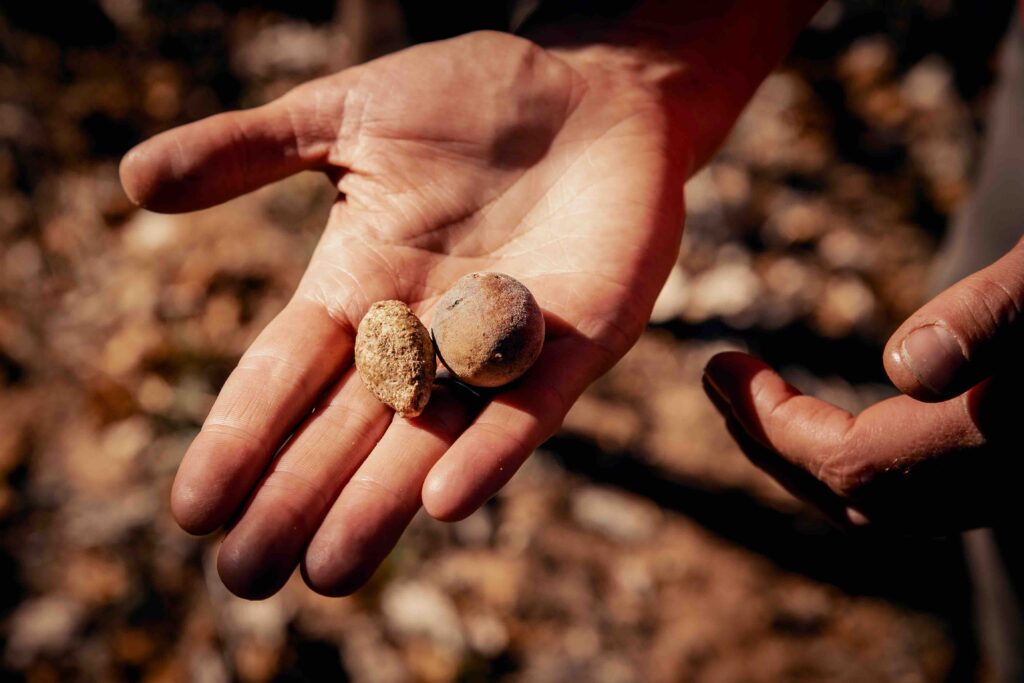 Close up from the hand of a Bushman offering two Mongongo nuts, Grashoek, Namibia