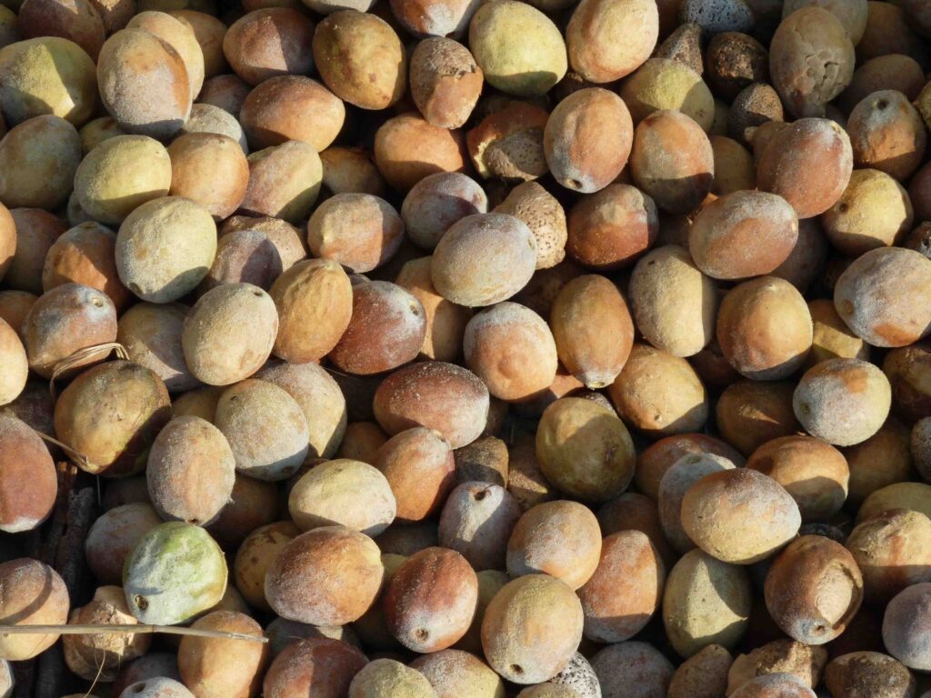 Mongongo nuts Namibia