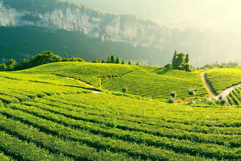 Sunlit Green Tea Terraces in a Mountainous Landscape