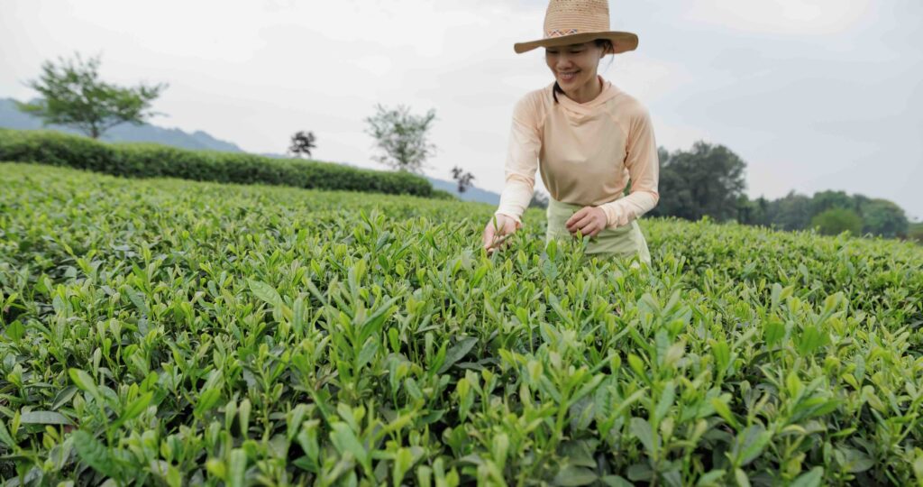 Tea farmer picking green tea shoots in spring tea farm