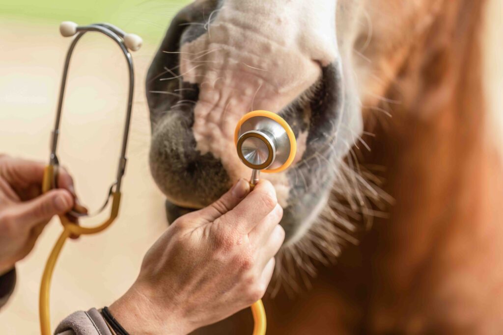 Veterinarian examines horse with stethoscope during medical training