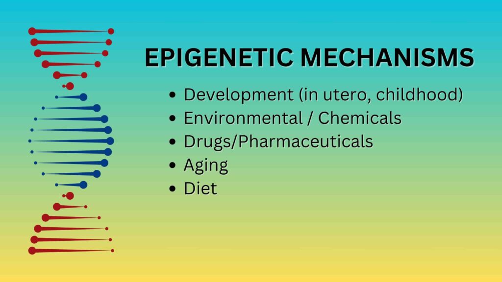 Epigenetic mechanisms slide for presentation